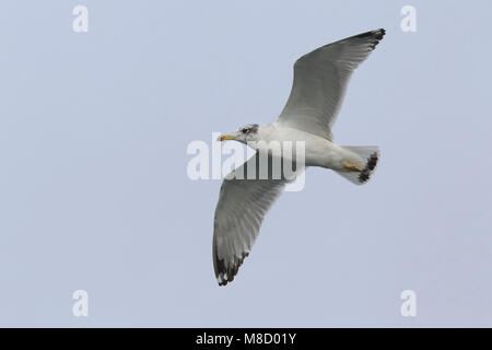 Gabbiano di Pallas; große Lachmöwe; Ichthyaetus ichthyaetus Stockfoto