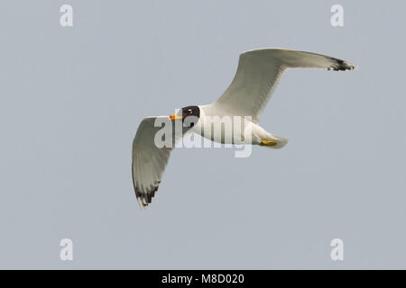 Gabbiano di Pallas; große Lachmöwe; Ichthyaetus ichthyaetus Stockfoto