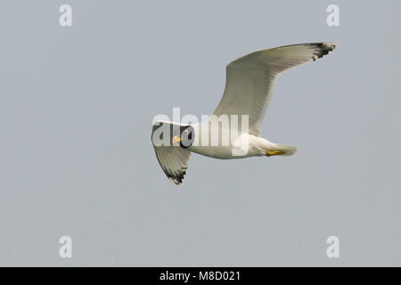 Gabbiano di Pallas; große Lachmöwe; Ichthyaetus ichthyaetus Stockfoto