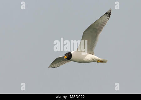 Gabbiano di Pallas; große Lachmöwe; Ichthyaetus ichthyaetus Stockfoto
