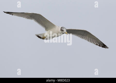 Gabbiano di Pallas; große Lachmöwe; Ichthyaetus ichthyaetus Stockfoto