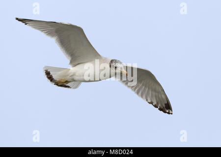 Gabbiano di Pallas; große Lachmöwe; Ichthyaetus ichthyaetus Stockfoto