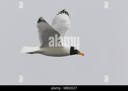 Gabbiano di Pallas; große Lachmöwe; Ichthyaetus ichthyaetus Stockfoto