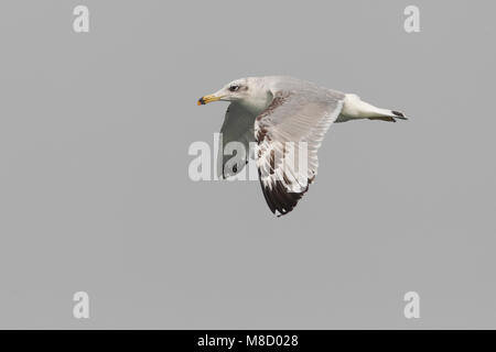 Gabbiano di Pallas; große Lachmöwe; Ichthyaetus ichthyaetus Stockfoto