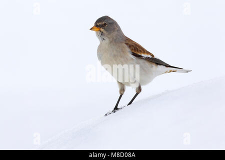 Sneeuwvink in de sneeuw; White-winged Snowfinch im Schnee Stockfoto