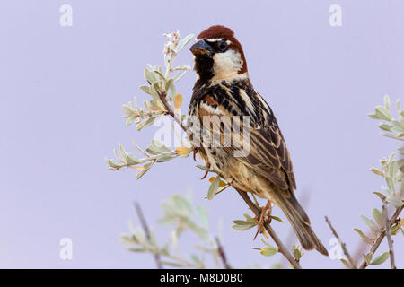 Volwassen mannetje Spaanse Mus met voedsel; erwachsenen männlichen Spanisch Sparrow mit Nahrungsmitteln Stockfoto