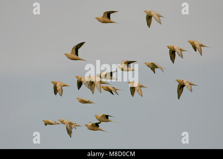 In Sahelzandhoen vlucht; beschmutzt Sandgrouse im Flug Stockfoto