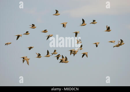 In Sahelzandhoen vlucht; beschmutzt Sandgrouse im Flug Stockfoto