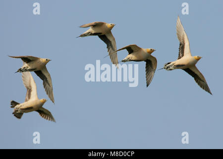 In Sahelzandhoen vlucht; beschmutzt Sandgrouse im Flug Stockfoto