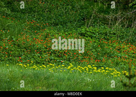 Sonnenlicht Rot Geum oder avens Blumen an Plana Berg, Bulgarien Stockfoto