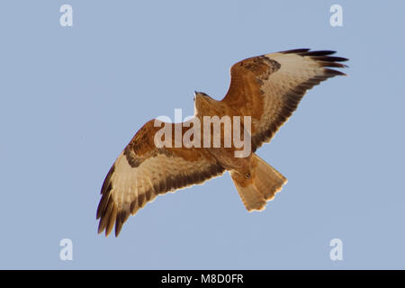 In Steppebuizerd vlucht; Steppe Bussard im Flug Stockfoto