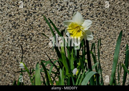 Helle weiße Narzissen oder Narzissen in voller Blüte, Sofia, Bulgarien Stockfoto