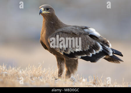 Onvolwassen Steppearend in zit; unreif Steppe Eagle gehockt Stockfoto