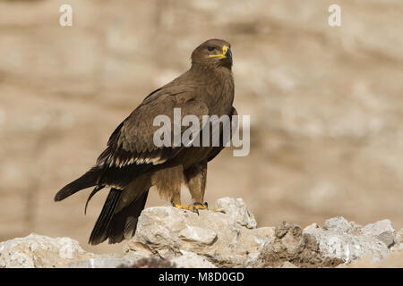 Onvolwassen Steppearend in zit; unreif Steppe Eagle gehockt Stockfoto