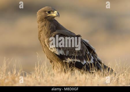 Onvolwassen Steppearend in zit; unreif Steppe Eagle gehockt Stockfoto