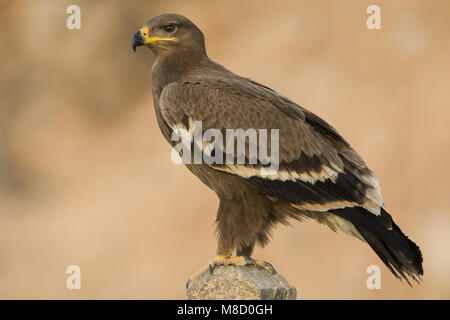 Onvolwassen Steppearend in zit; unreif Steppe Eagle gehockt Stockfoto