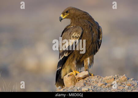 Onvolwassen Steppearend in zit; unreif Steppe Eagle gehockt Stockfoto