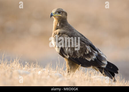 Onvolwassen Steppearend in zit; unreif Steppe Eagle gehockt Stockfoto