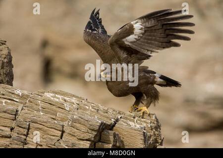 Onvolwassen Steppearend in zit; unreif Steppe Eagle gehockt Stockfoto