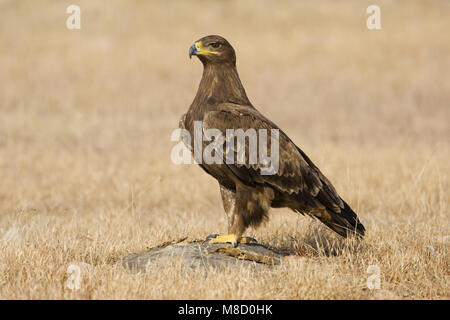 Onvolwassen Steppearend in zit; unreif Steppe Eagle gehockt Stockfoto