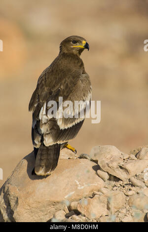 Onvolwassen Steppearend in zit; unreif Steppe Eagle gehockt Stockfoto