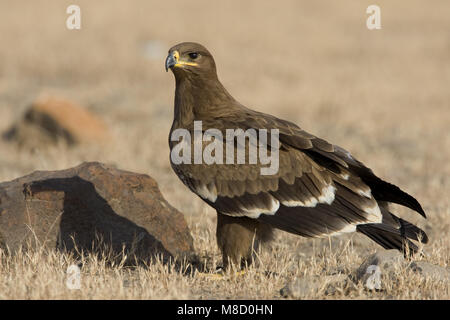 Onvolwassen Steppearend in zit; unreif Steppe Eagle gehockt Stockfoto