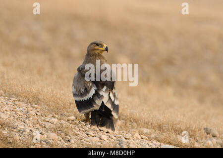 Onvolwassen Steppearend in zit; unreif Steppe Eagle gehockt Stockfoto