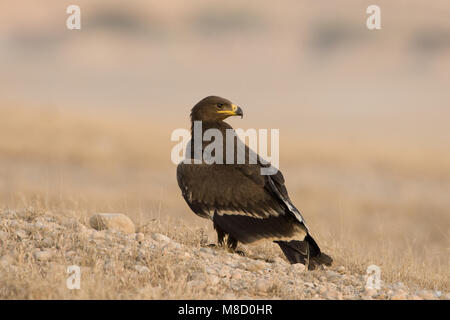 Onvolwassen Steppearend in zit; unreif Steppe Eagle gehockt Stockfoto