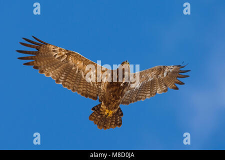 Onvolwassen Steppearend in de Vlucht; unreif Steppe Adler im Flug Stockfoto