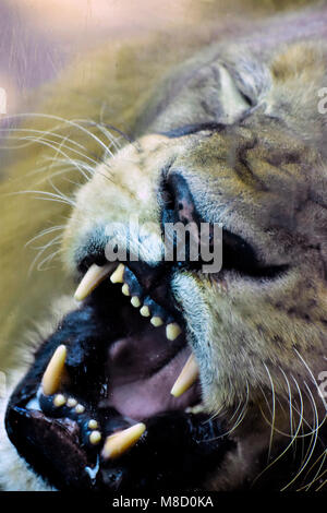 Wütender Löwe (Panthera leo) zeigt Eckzähne auf einem Nahaufnahme-Foto Stockfoto