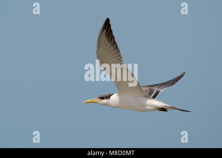 Grote Kuifstern in Vlucht; Swift Tern im Flug Stockfoto