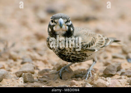 Diksnavelleeuwerik, Thick-billed Lerche, Ramphocoris clotbey Stockfoto