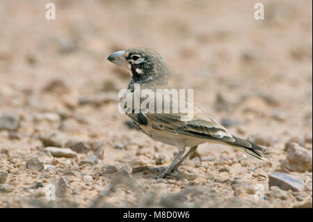 Diksnavelleeuwerik, Thick-billed Lerche, Ramphocoris clotbey Stockfoto