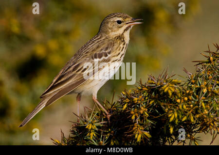 Zingende Boompieper und singende Baum Pieper Stockfoto