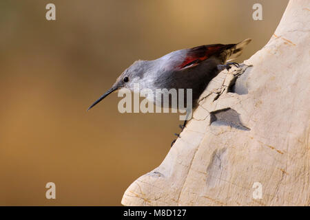 Winterkleed Rotskruiper op rotswand; nicht die Zucht Wallcreeper auf Klippe Stockfoto