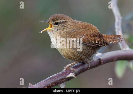 Zingende winterkoning op Tak, Singen Winter Wren thront auf Zweig Stockfoto