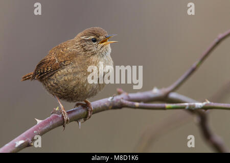 Zingende winterkoning op Tak, Singen Winter Wren thront auf Zweig Stockfoto