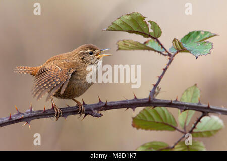 Zingende winterkoning op Tak, Singen Winter Wren thront auf Zweig Stockfoto