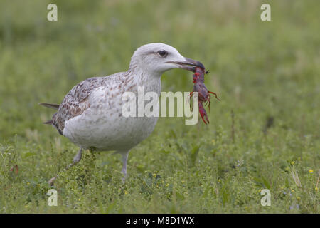 Yellow-legged Gull mit Flusskrebsen; Geelpootmeeuw met kreeft Stockfoto