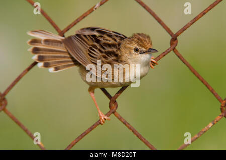 Graszanger ziitend in Hek; Zitting Cisticola in Gate gehockt Stockfoto