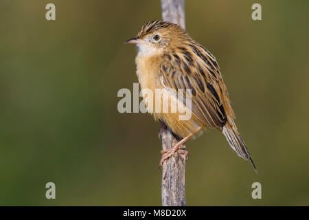 Takje Graszanger op; Zitting Cisticola thront auf Zweig Stockfoto