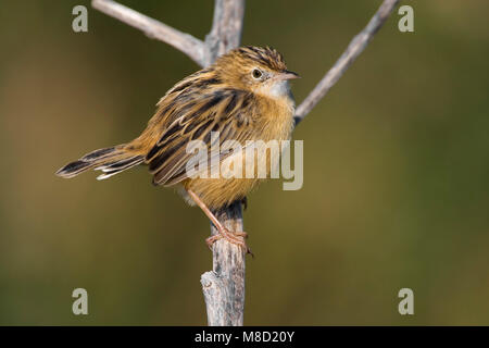 Takje Graszanger op; Zitting Cisticola thront auf Zweig Stockfoto