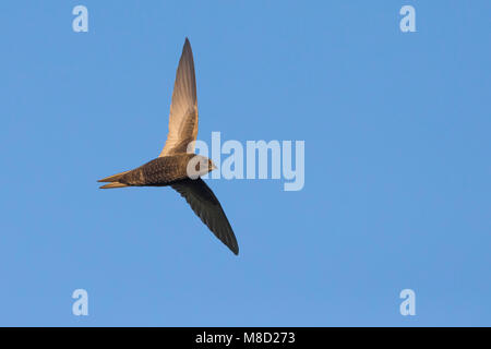 Gierzwaluw ; gemeinsame Swift Stockfoto