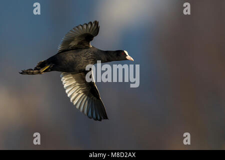 Meerkoet; Eurasischen Blässhuhn Fulica atra; Stockfoto