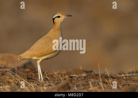 Renvogel; Cursorius Cursor Stockfoto