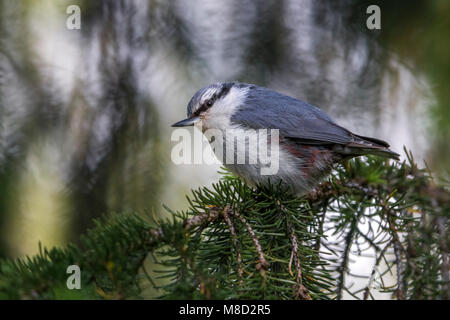 Sibirische Kleiber, Siberische Boomklever, Sitta europaea Asiatica Stockfoto