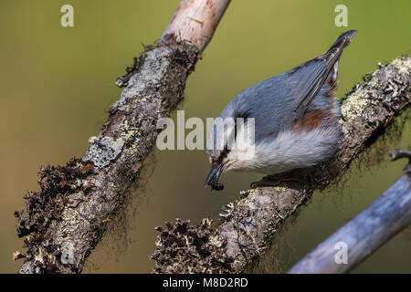 Sibirische Kleiber, Siberische Boomklever, Sitta europaea Asiatica Stockfoto