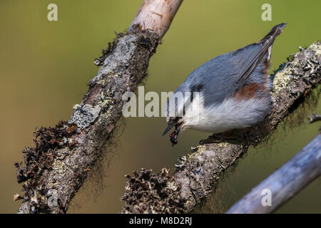 Sibirische Kleiber, Siberische Boomklever, Sitta europaea Asiatica Stockfoto