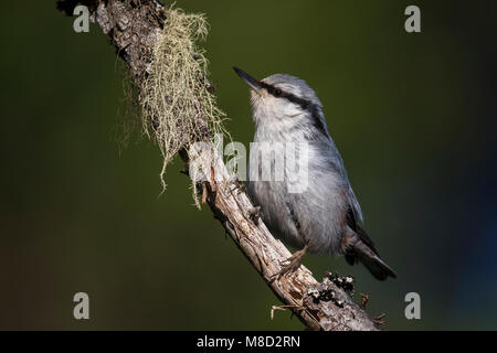 Sibirische Kleiber, Siberische Boomklever, Sitta europaea Asiatica Stockfoto