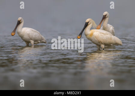 Lepelaar; Eurasische Löffler; Platalea leucorodia Stockfoto